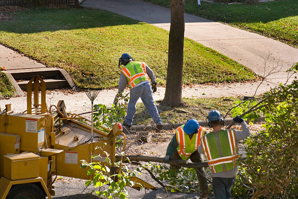 Best Stump Grinding and Removal  in Marietta, GA